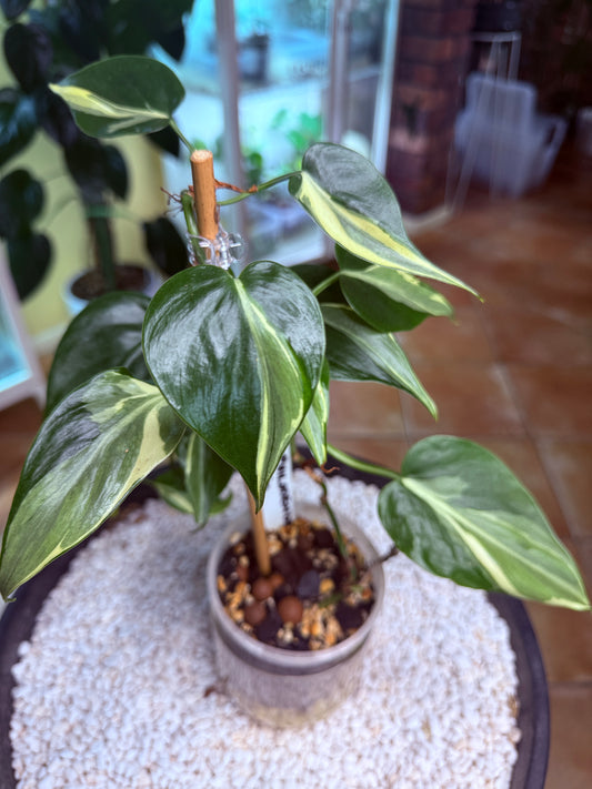Philodendron Rio