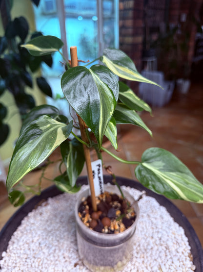 Philodendron Rio