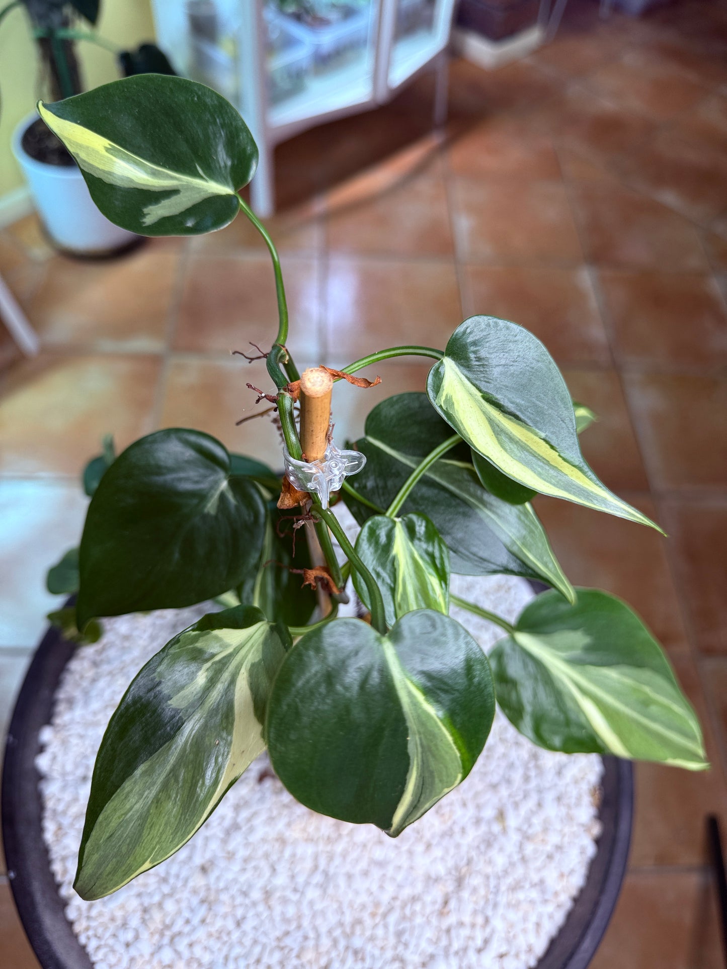 Philodendron Rio