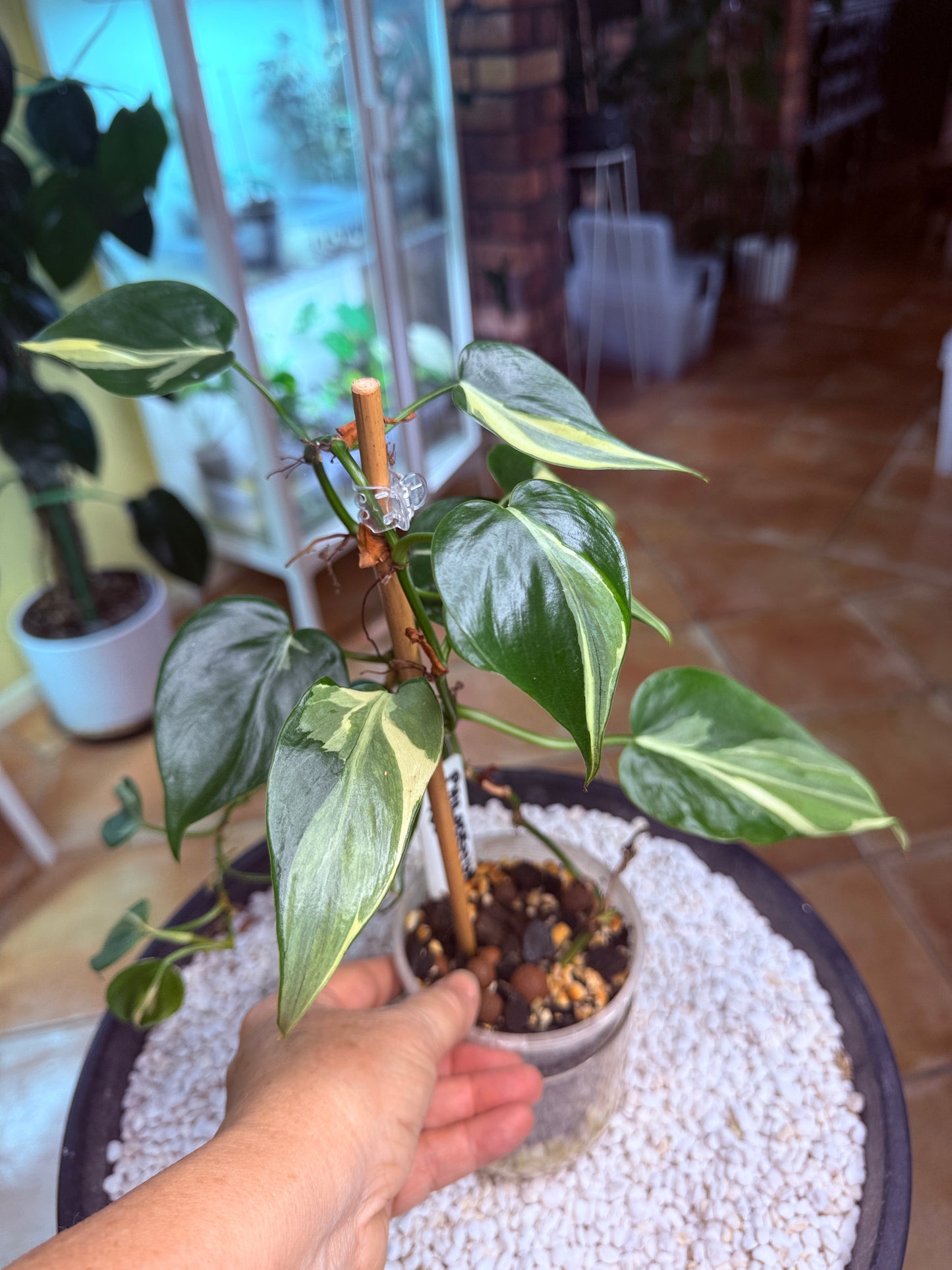 Philodendron Rio