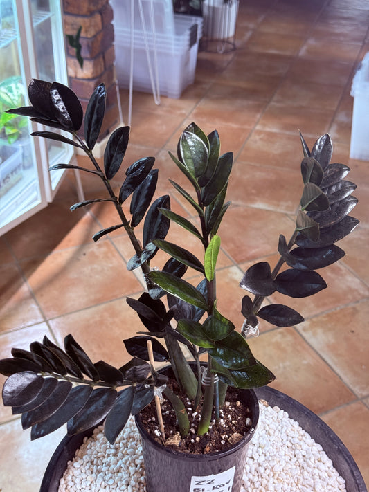 ZZ Black Raven - BRZZ1