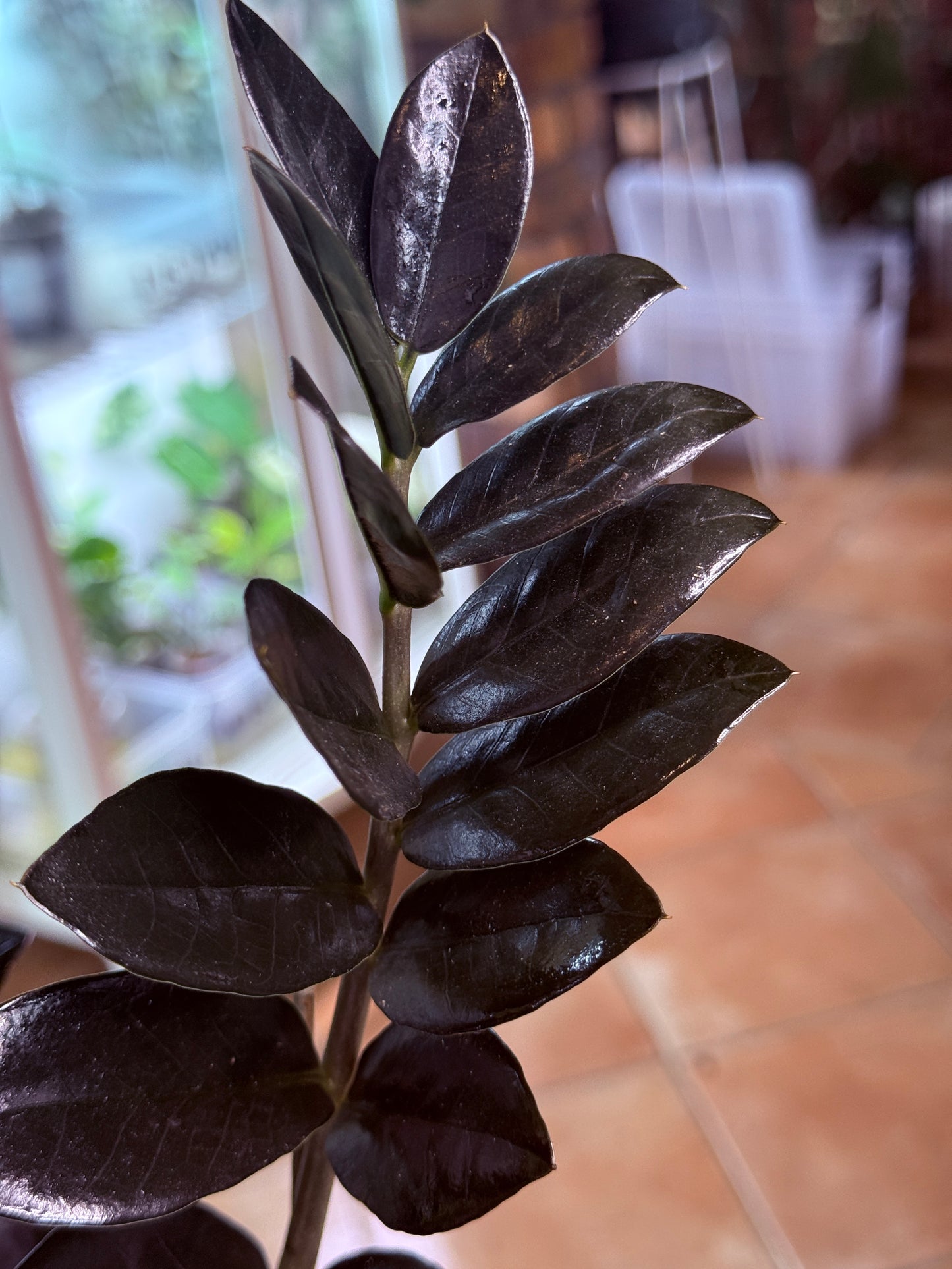 ZZ Black Raven - BRZZ1