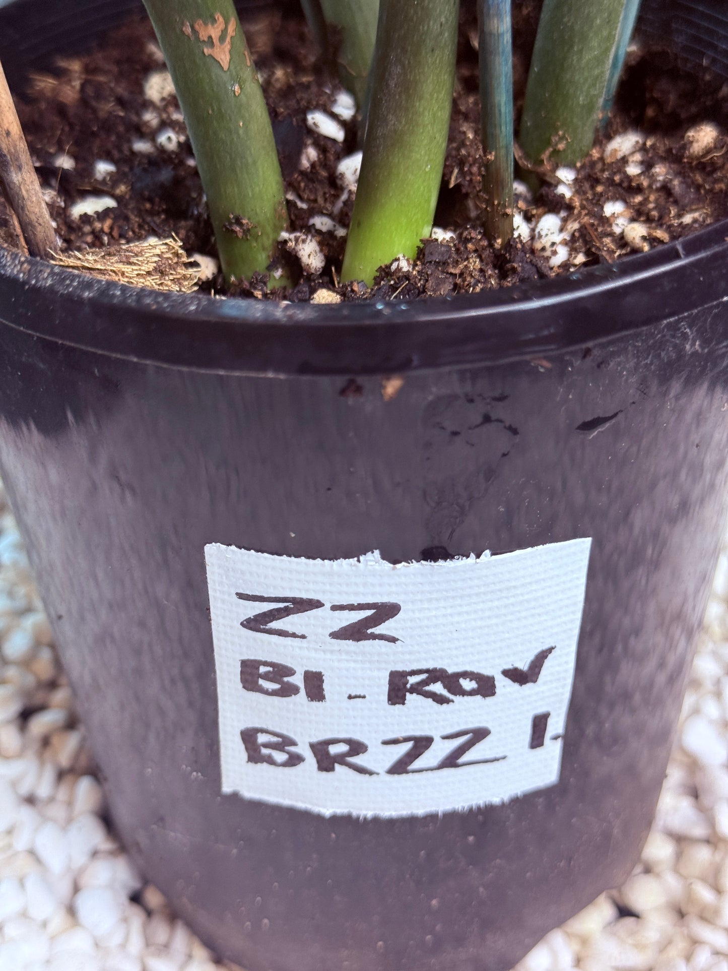 ZZ Black Raven - BRZZ1