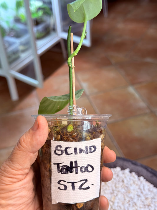 Scindapsus Tattoo - ST2