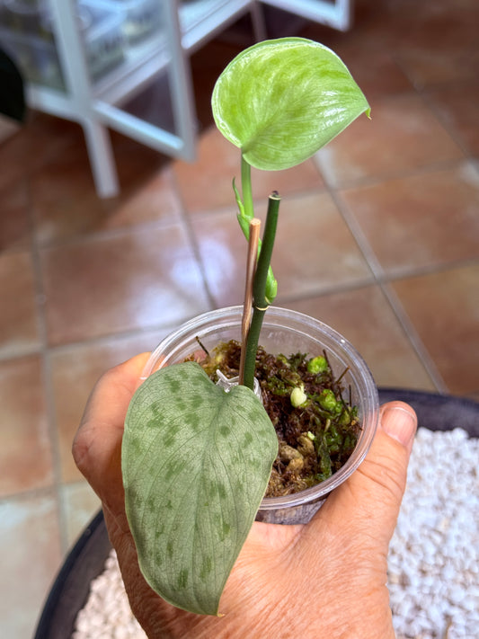 Scindapsus Tattoo - ST2