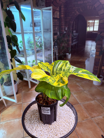 Philodendron Bipenfolium Variegated - PBV 6 BIG Plant