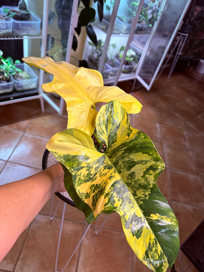 Philodendron Bipenfolium Variegated - PBV 6 BIG Plant