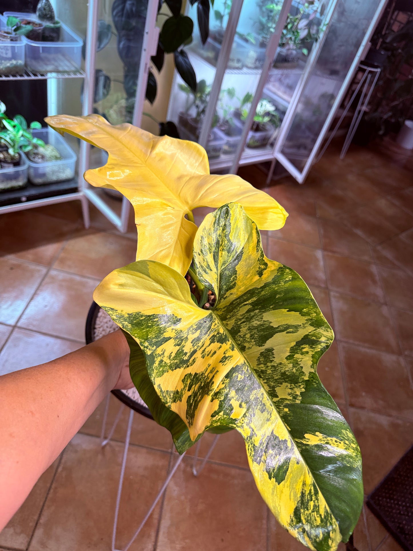 Philodendron Bipenfolium Variegated - PBV 6 BIG Plant