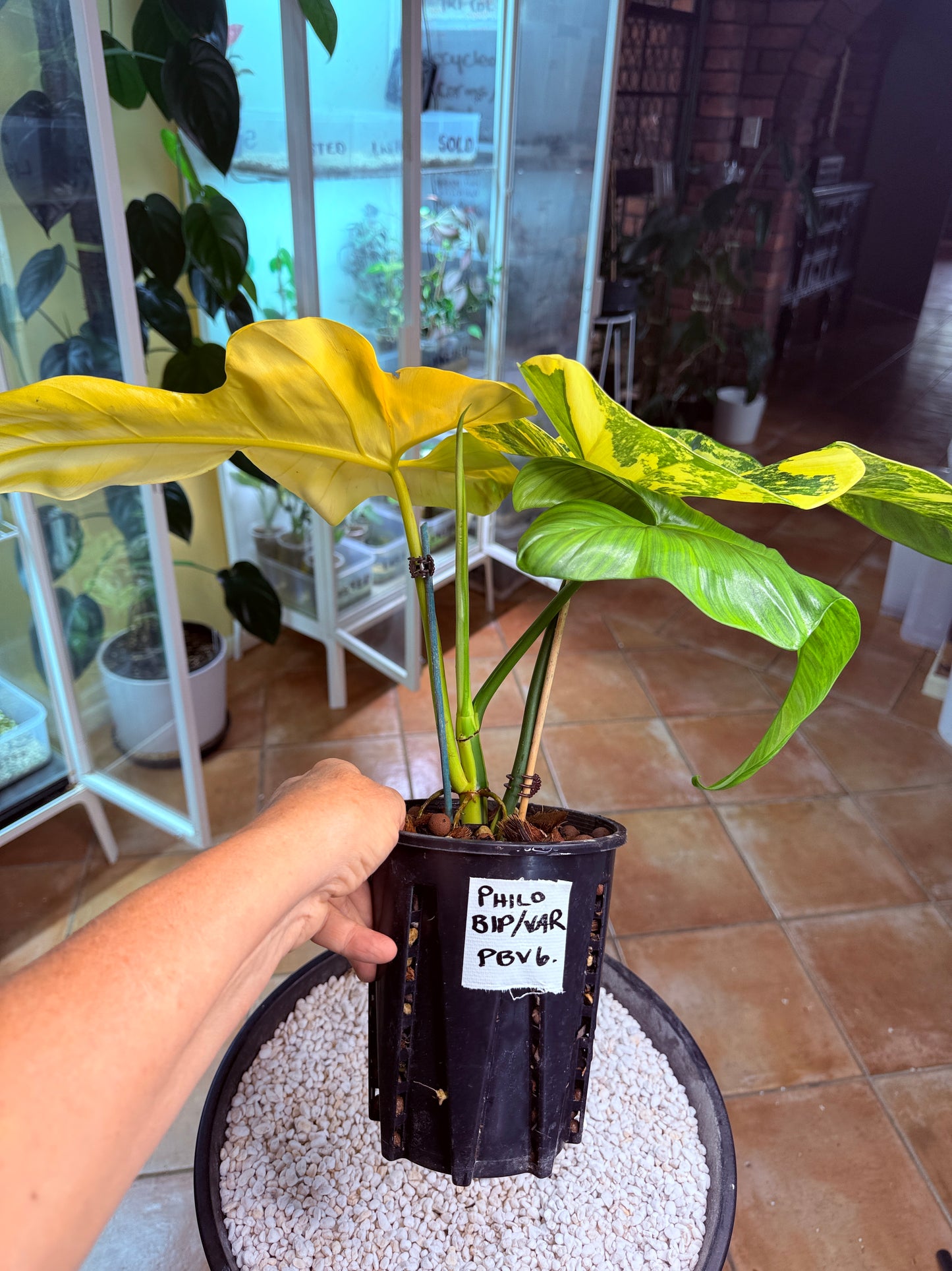 Philodendron Bipenfolium Variegated - PBV 6 BIG Plant