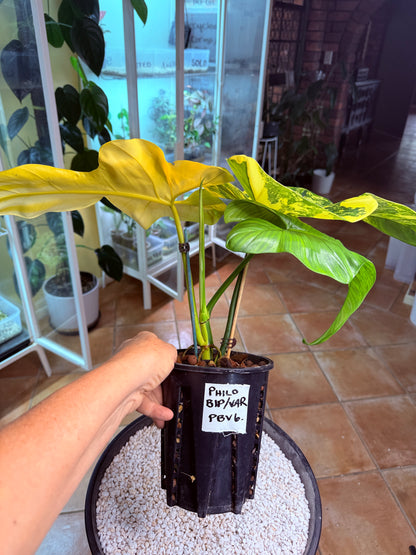 Philodendron Bipenfolium Variegated - PBV 6 BIG Plant