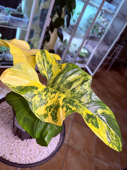 Philodendron Bipenfolium Variegated - PBV 6 BIG Plant