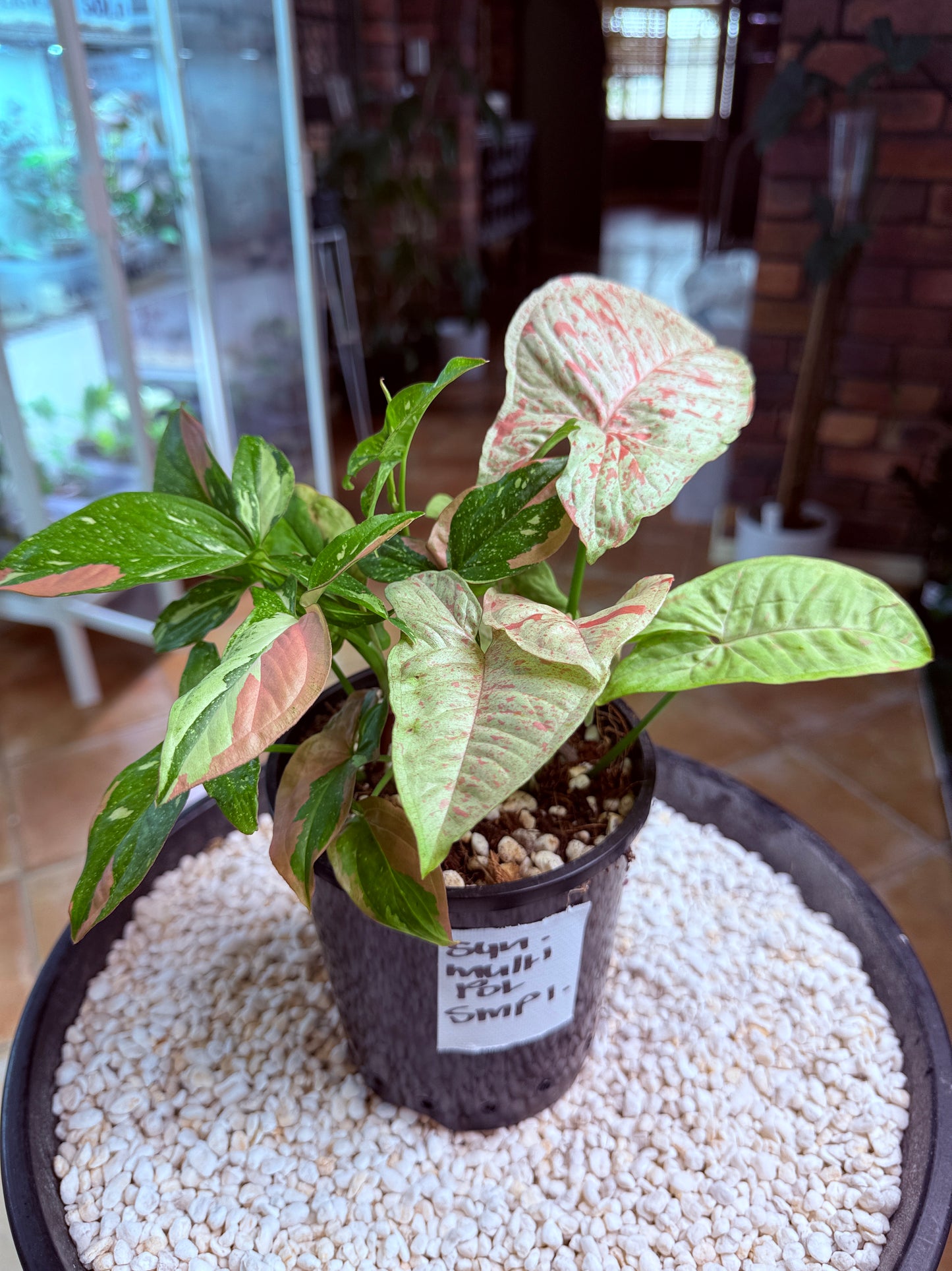 Syngonium Mixed Pot – Pink Confetti × Red Spot Tri-Colour Non Tc