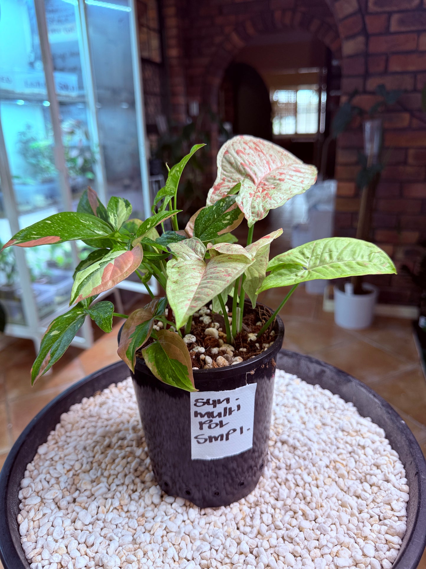 Syngonium Mixed Pot – Pink Confetti × Red Spot Tri-Colour Non Tc
