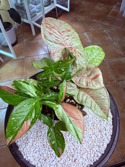 Syngonium Mixed Pot – Pink Confetti × Red Spot Tri-Colour Non Tc