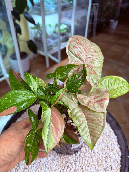 Syngonium Mixed Pot – Pink Confetti × Red Spot Tri-Colour Non Tc