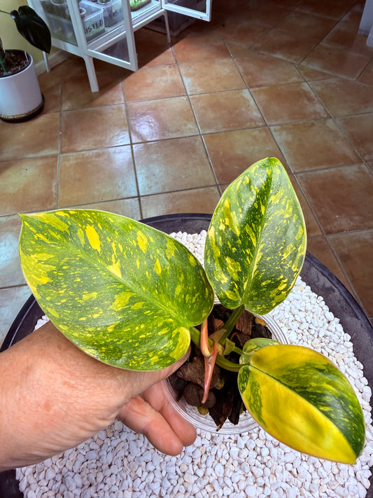 Philodendron Green Congo Nuclear - PGNC 2