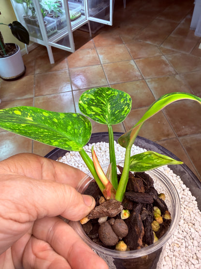 Philodendron Green Congo Nuclear - PGNC 2