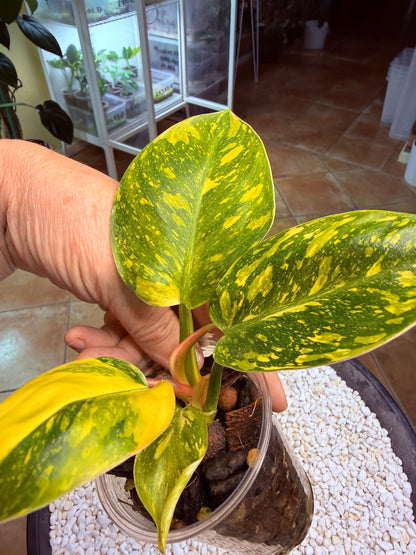 Philodendron Green Congo Nuclear - PGNC 2
