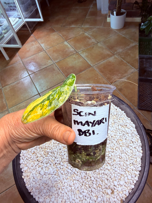 Scindapsus Mayari Aurea - DB1