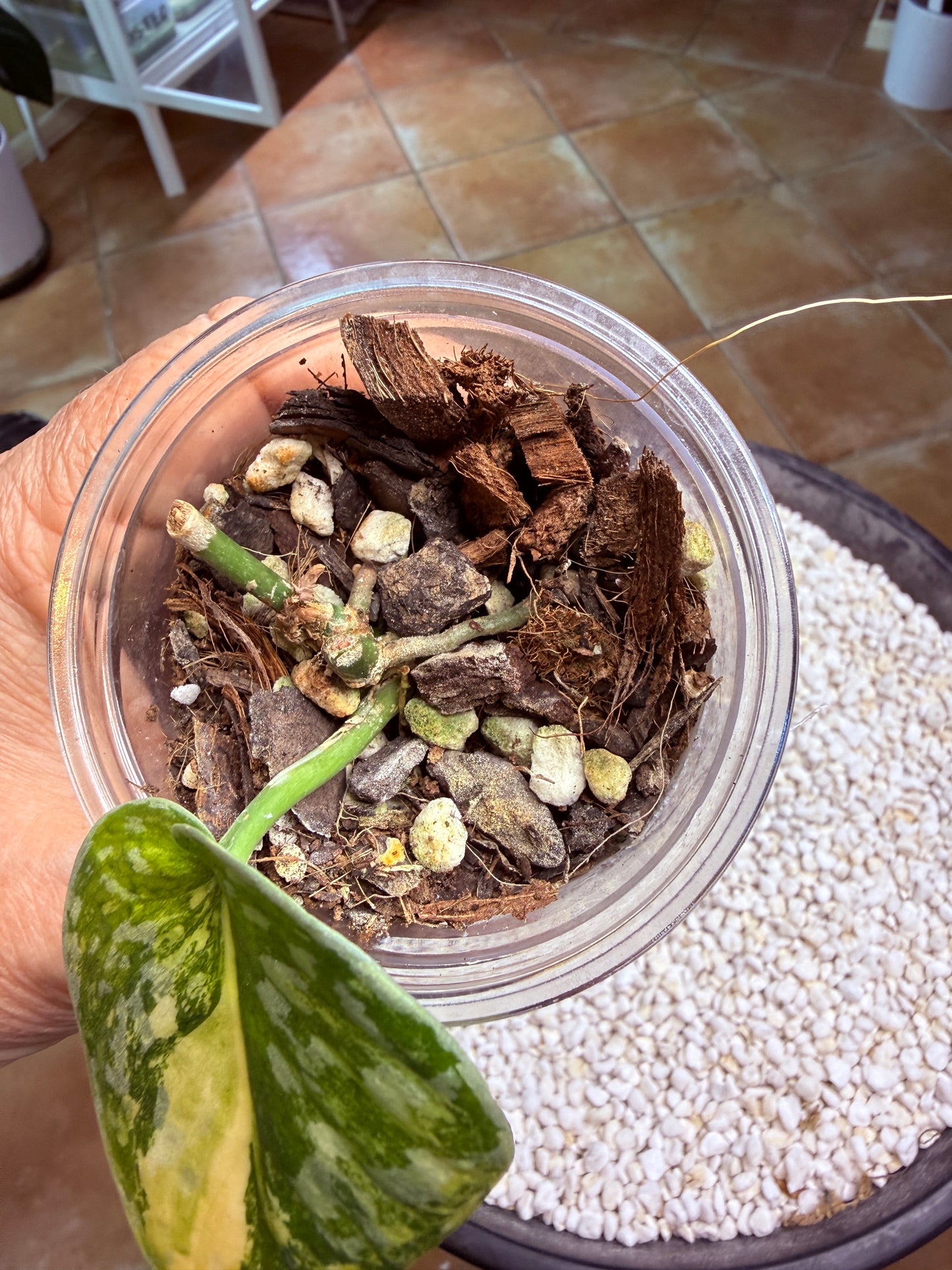 Scindapsus Mayari Aurea - DB1