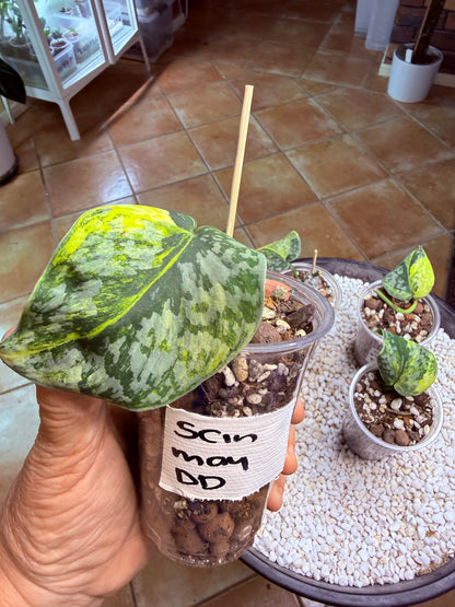 Scindapsus Mayari Aurea - DD