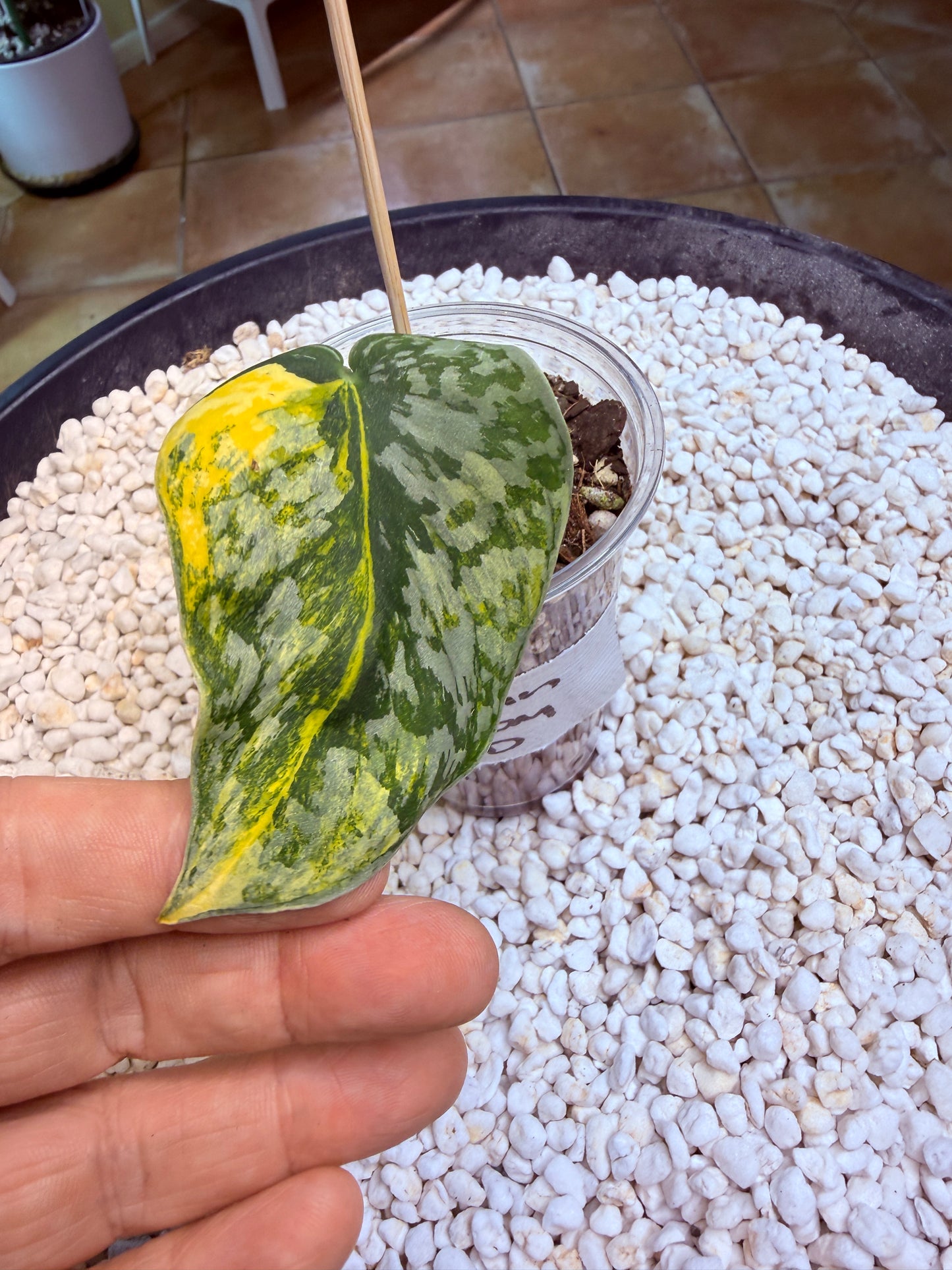 Scindapsus Mayari Aurea - DD