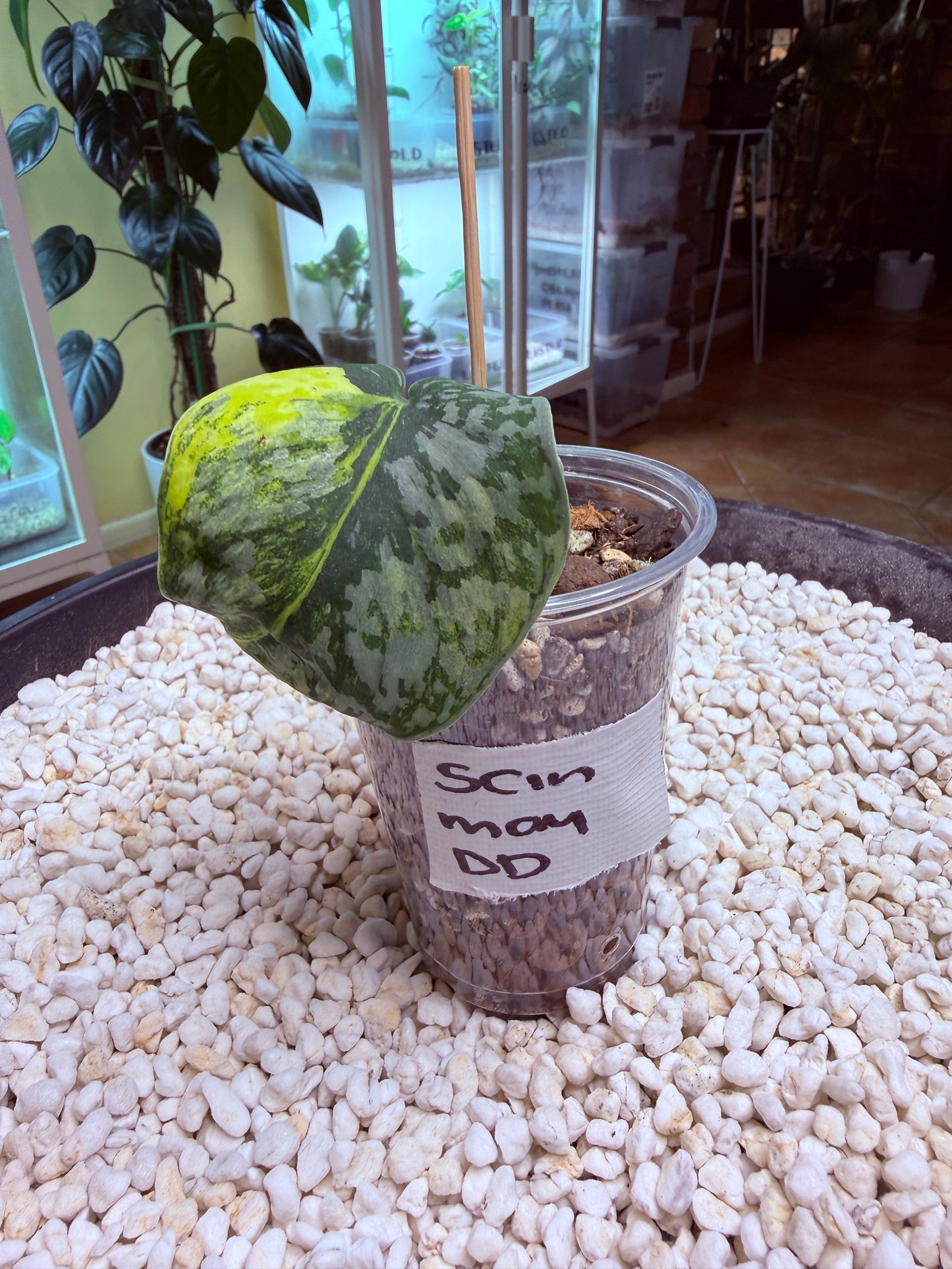 Scindapsus Mayari Aurea - DD