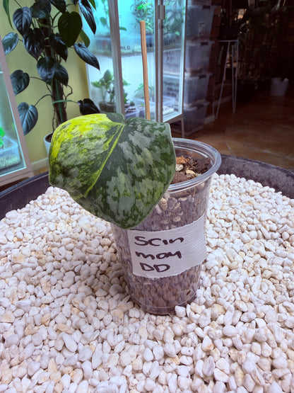 Scindapsus Mayari Aurea - DD