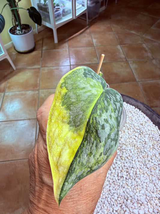 Scindapsus Mayari Aurea - DD2