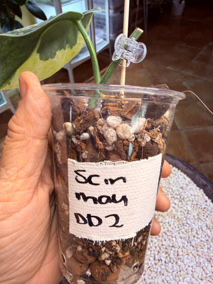 Scindapsus Mayari Aurea - DD2