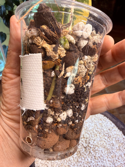 Scindapsus Mayari Aurea - DD2