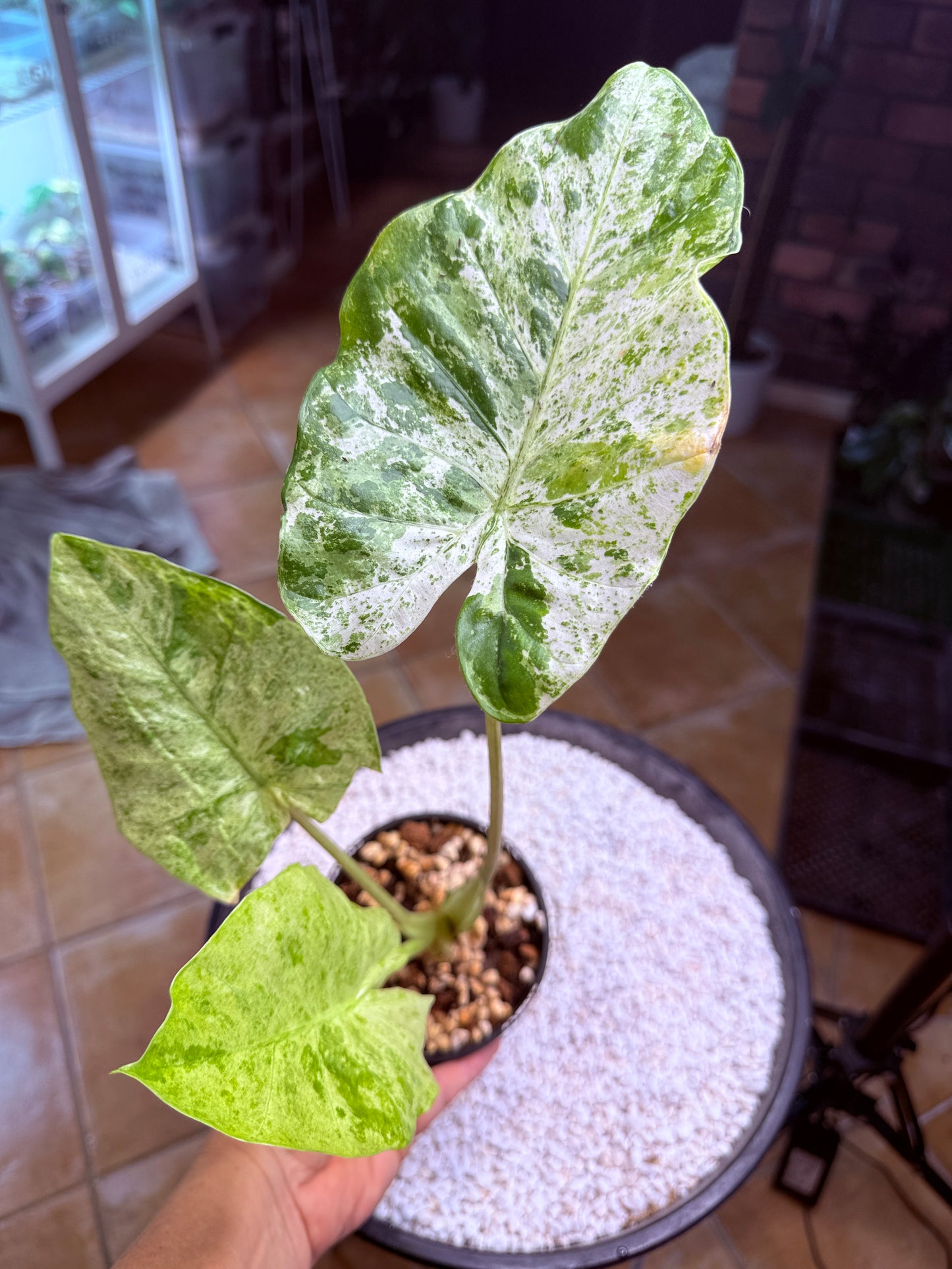 Alocasia Macrorrhizos Splash large - AMR
