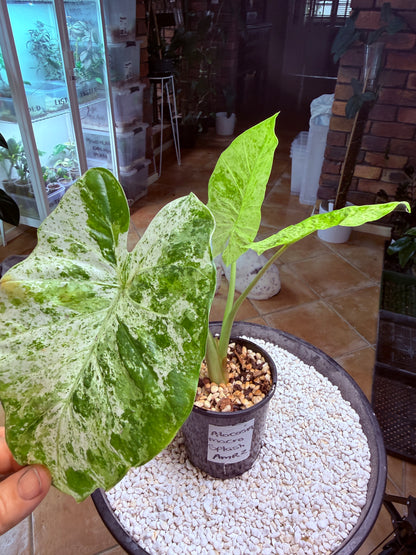 Alocasia Macrorrhizos Splash large - AMR