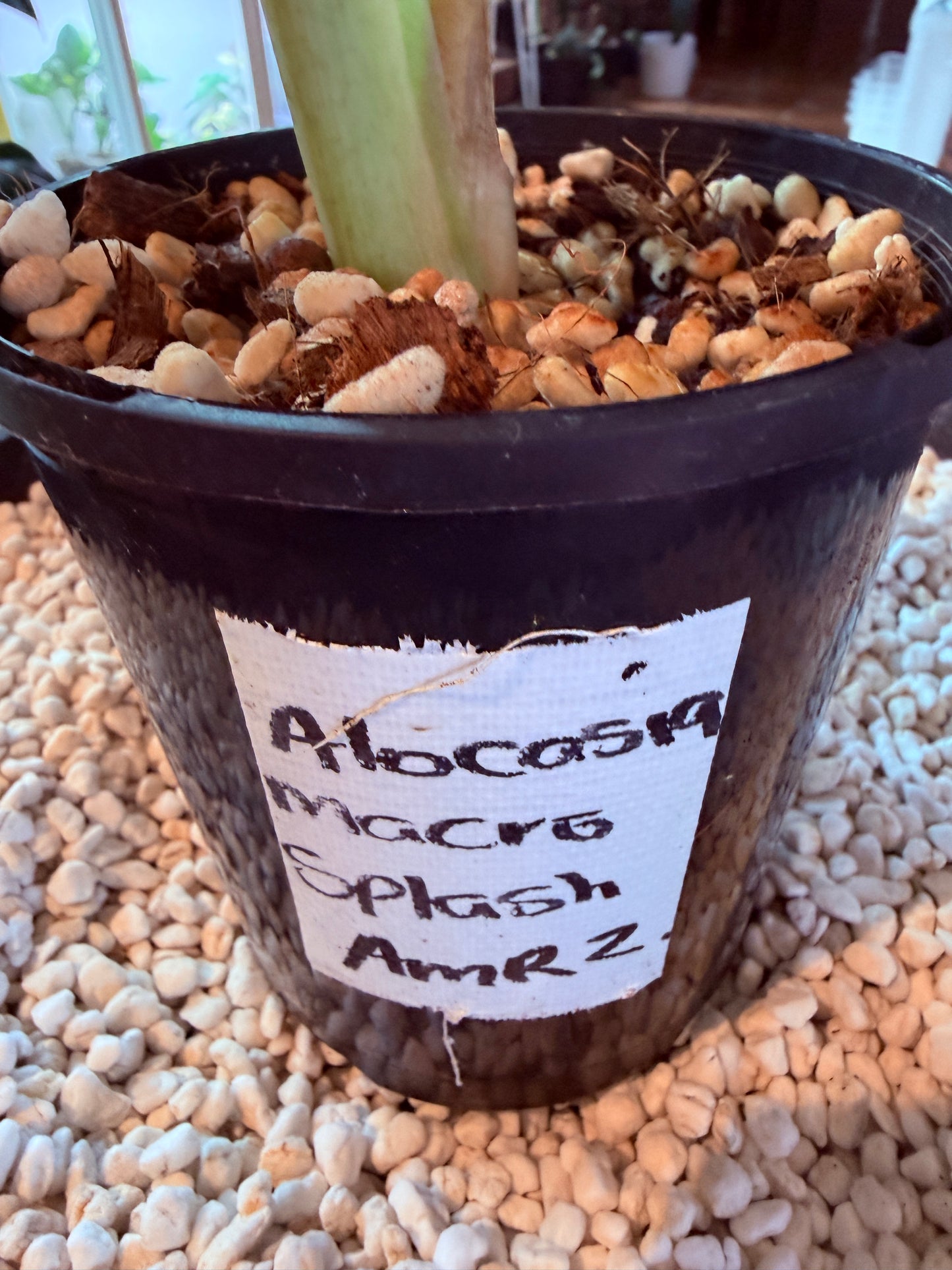 Alocasia Macrorrhizos Splash large - AMR