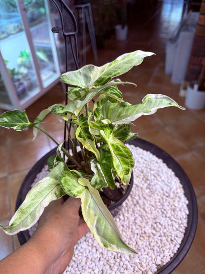 Syngonium Starlight- SS