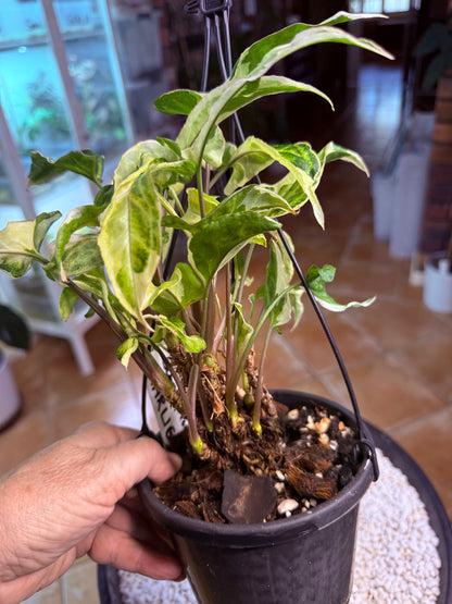 Syngonium Starlight- SS