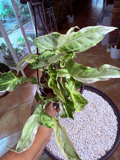 Syngonium Starlight- SS