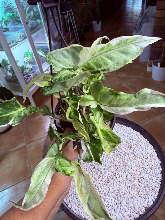 Syngonium Starlight- SS