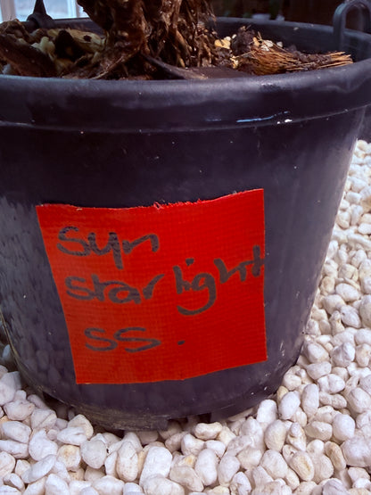 Syngonium Starlight- SS