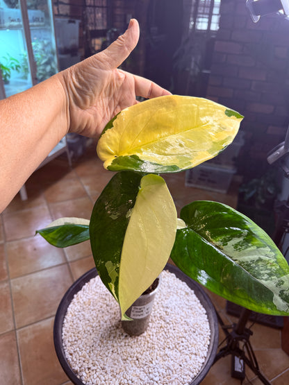 Syngonium Chiapense Variegated - SVC 4