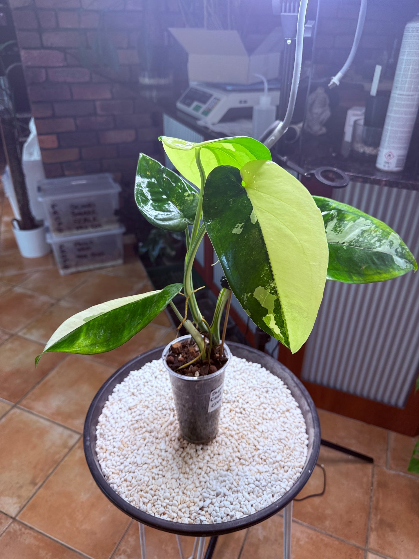 Syngonium Chiapense Variegated - SVC 4