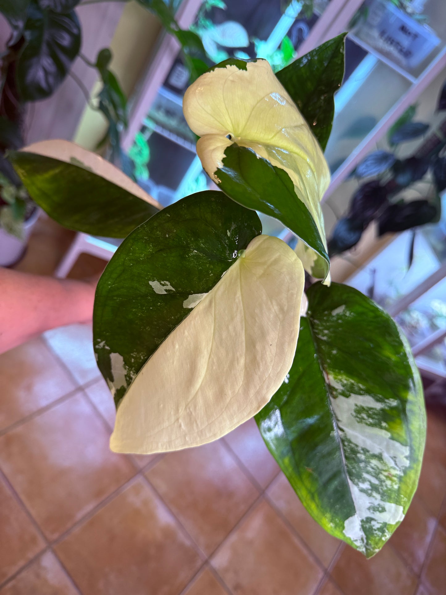 Syngonium Chiapense Variegated - SVC 4