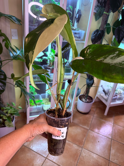 Syngonium Chiapense Variegated - SVC 4