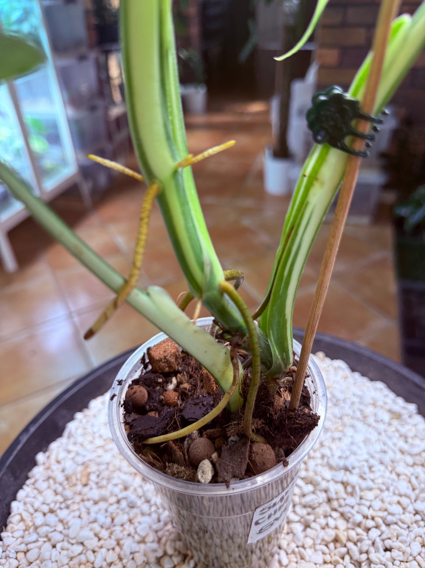 Syngonium Chiapense Variegated - SVC 4