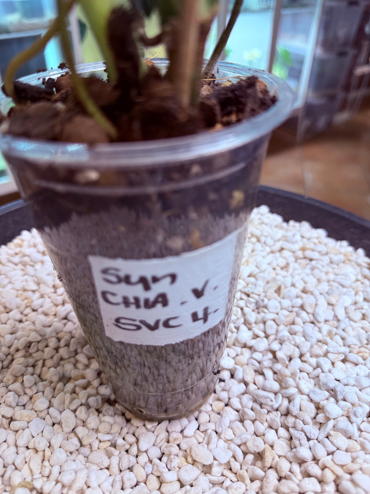 Syngonium Chiapense Variegated - SVC 4