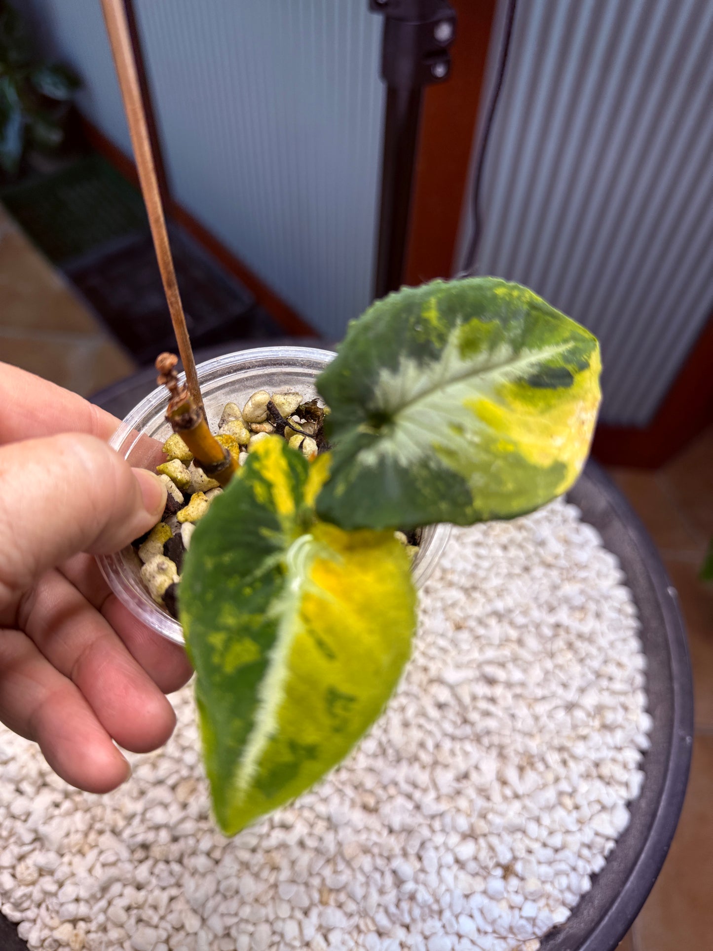 Syngonium Scrambled Eggs - SE