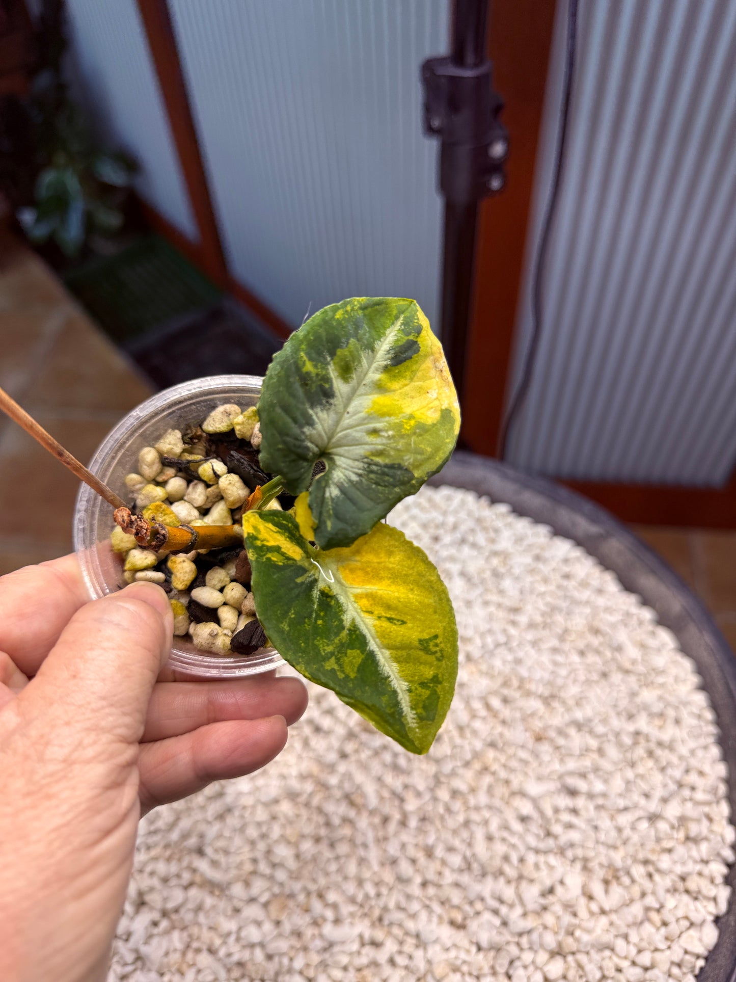 Syngonium Scrambled Eggs - SE