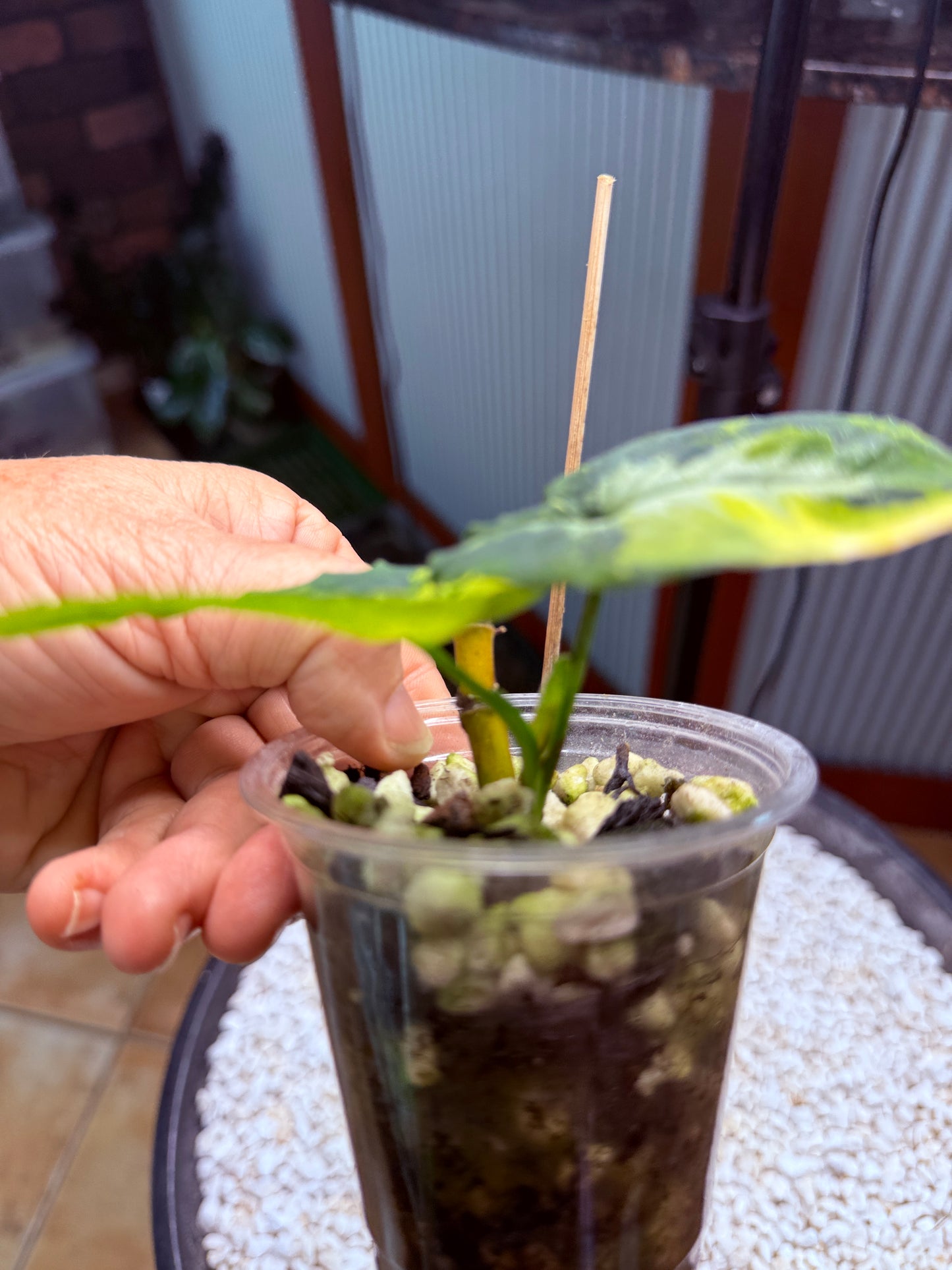 Syngonium Scrambled Eggs - SE