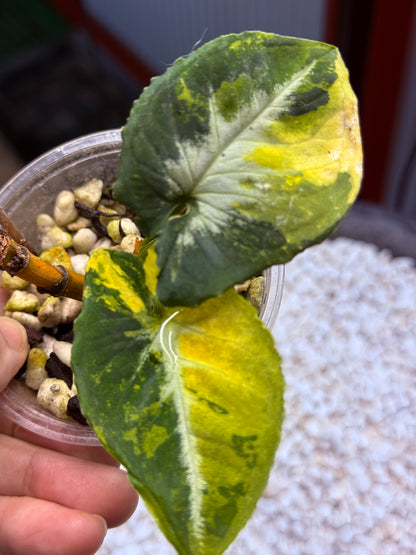 Syngonium Scrambled Eggs - SE