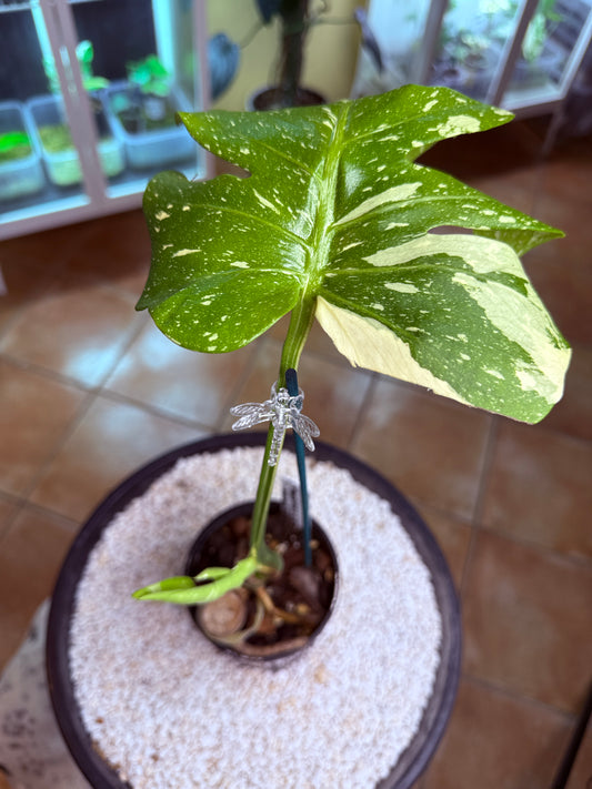 Monstera Thai Constellation -TC